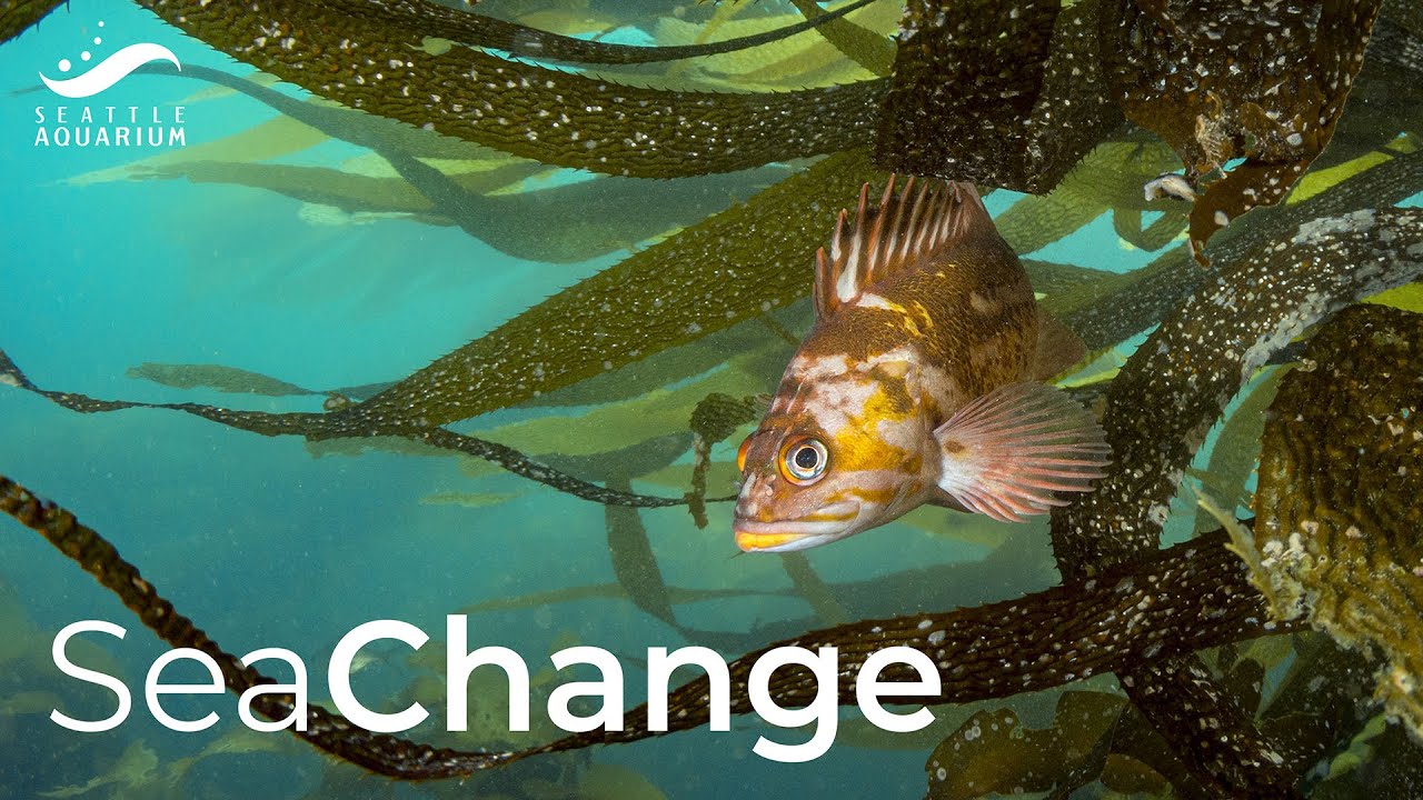 SeaChange 2022