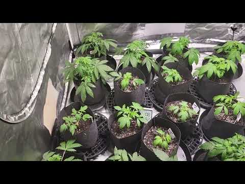 Cannabis Growlog #1 Seed to Harvest starting Week 3 Veg