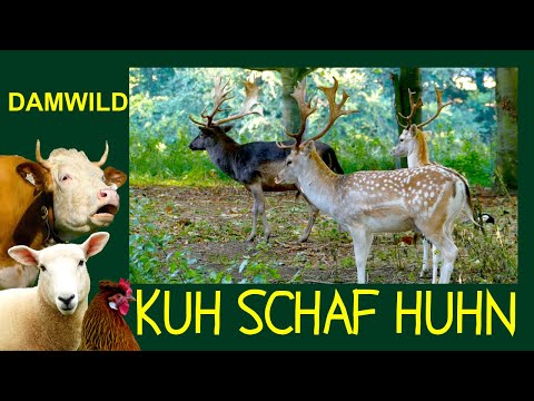 COW SHEEP CHICKEN Episode 12: Fallow deer - A deer on its way to becoming a domesticated farm ani...