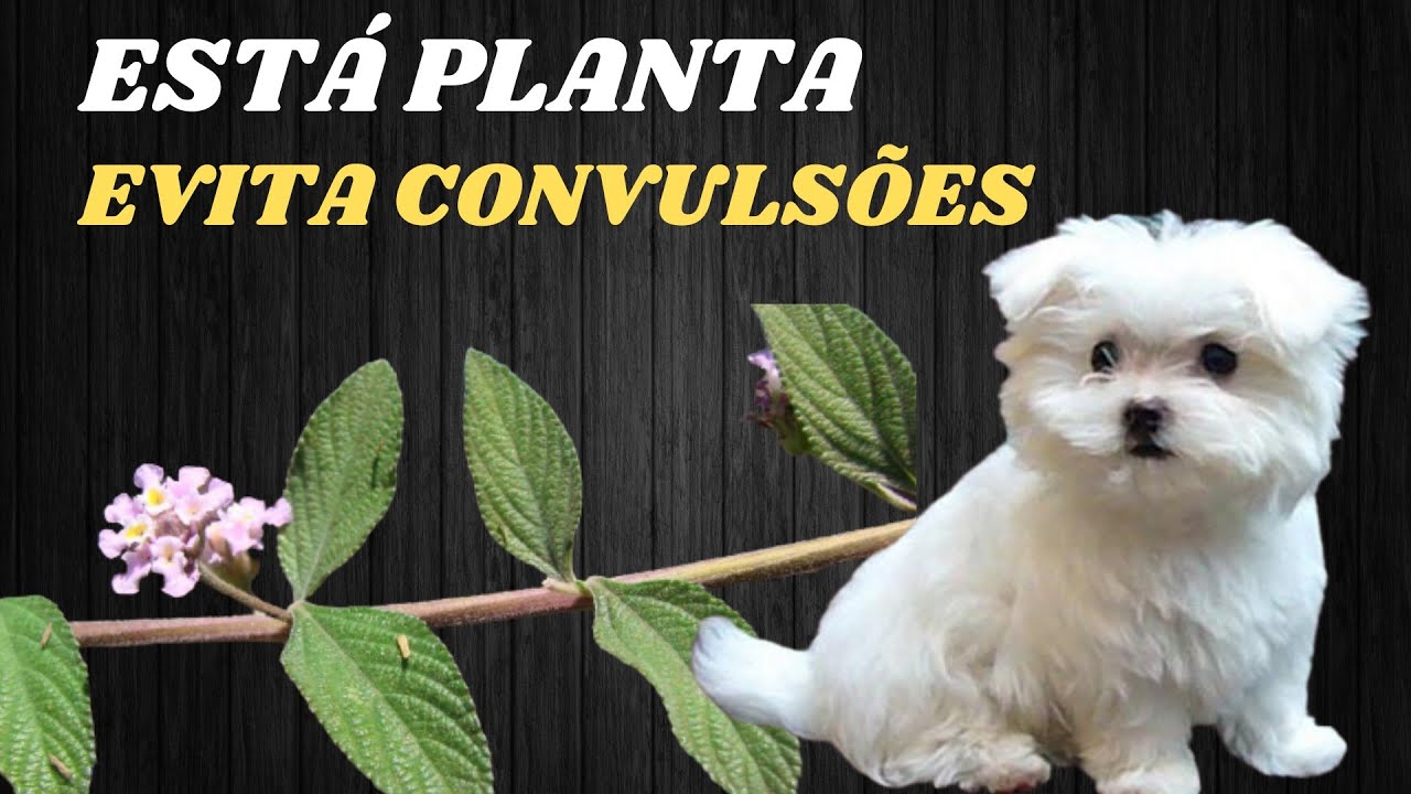 ESTÁ Panta Evita CONVULSÕES Em CACHORROS