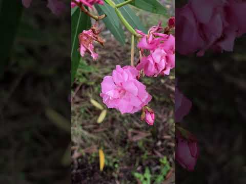 地中および鉢植えのキョウチクトウ用の土はどのような種類ですか?役に立つアドバイスとボーナスコメント！  庭園