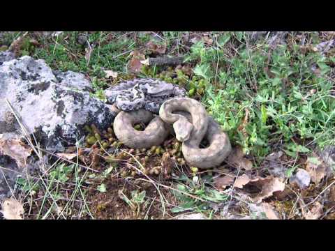 Modras (Vipera ammodytes)