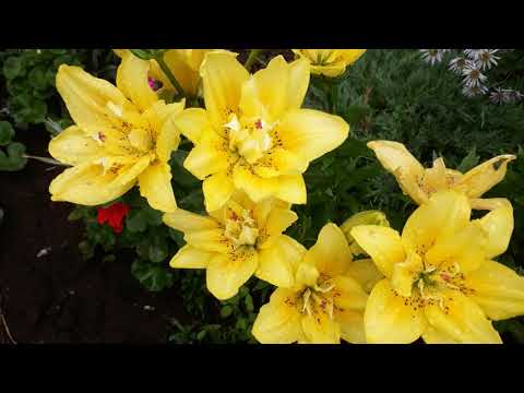 download lagu mp3 mp4 Lilium Fata Morgana, download lagu Lilium Fata Morgana gratis, unduh video klip Lilium Fata Morgana