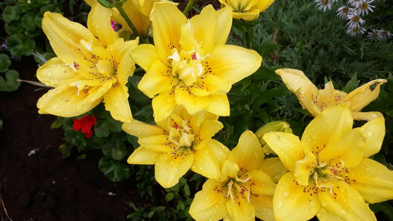 #лилии / Благородная махровая азиатская лилия Фата Моргана(лат. lilium asiatic Fata Morgana). Уход
