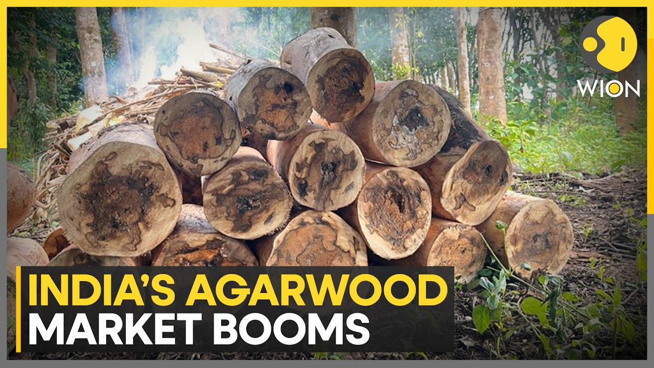 Agarwood Cultivation:140 Million Agarwood Trees Cultivated |Scindia Highlights Economic Opportunity