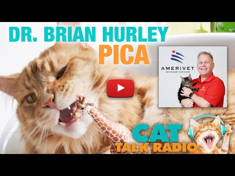 Cat Talk Radio - Pica with Dr. Brian Hurley