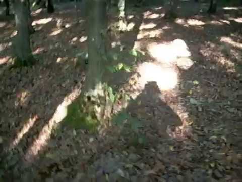 Locul unde au  fost ingropate ramasitele Elodiei-Pausa 2011 august 20