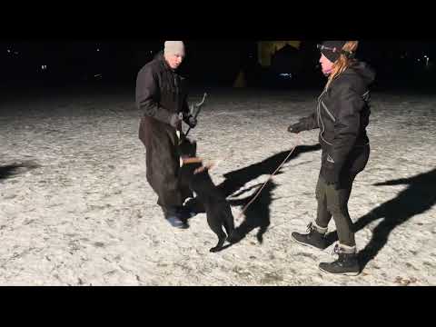 Baghira z Jukasu - first protection training - 3 months old