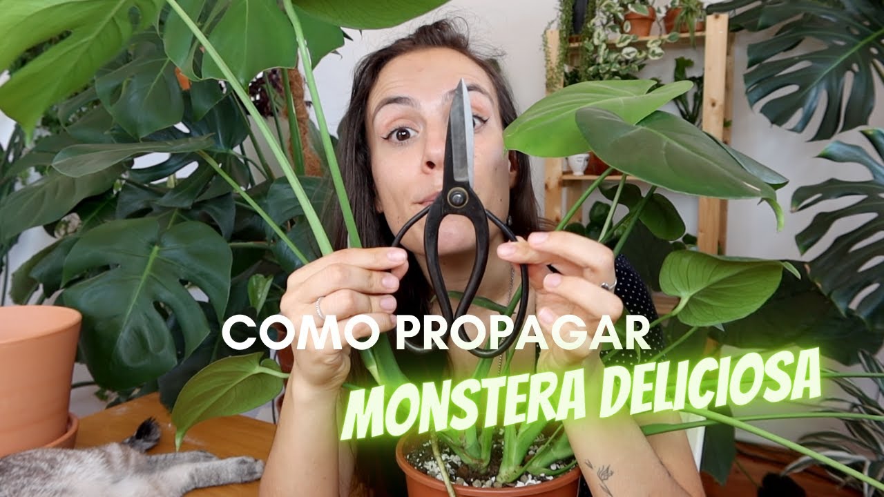 COMO PROPAGAR MONSTERA DELICIOSA - duas maneiras super simples de tirar mudas de COSTELA DE ADÃO