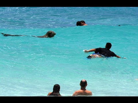 Playful Mammal Joins Tourists To Catch Some Waves In Hawaii And Sunbathing On The Sand To Dry Off