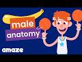 Anatomy Of Male Bodies