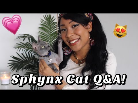 Sphynx Cat Q&A!