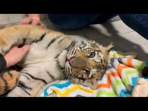 Playing with Baby Bengal Tiger with Mr Mauricio | Zoological Wildlife Foundation Miami Video