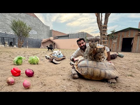 Baby Cats Ny Aj Tortoise Pr Ride Ki😍