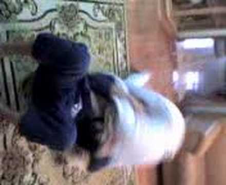 De La Riva - João vs Mário - Jiu Jitsu