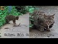 Cat First Got The Snake And Then The Snake Bit The Cat Watch What Venom Did To The Cat SnakeBite