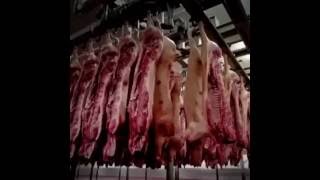 Pig in your Candies | Must Watch and Share for KIDS