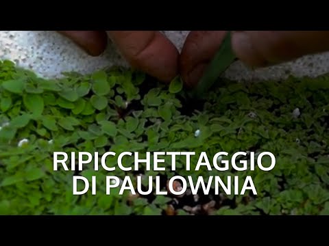 Seconda fase della coltivazione di Paulownia tomentosa