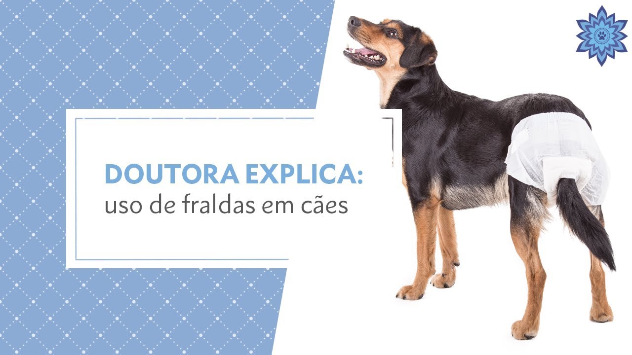 Doutora Explica: Uso de fraldas em cães
