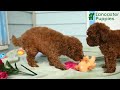 Miniature Poodle dogs for sale: Daffodil - Video 1