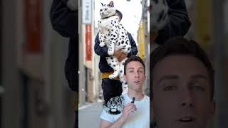 lindo gato exótico