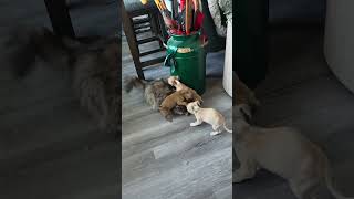 Video preview image #1 Chihuahua-Unknown Mix Puppy For Sale in Chino Hills, CA, USA