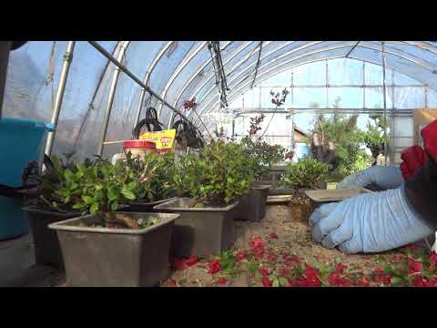 冬にツツジを保護するにはどうすればよいですか？この多量の開花植物を維持するにはどうすればよいでしょうか?  庭園