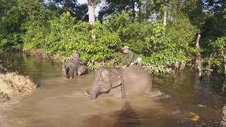 preview picture of video 'Mandiin Gajah Sumatera di Taman Wisata Alam Buluh Cina'