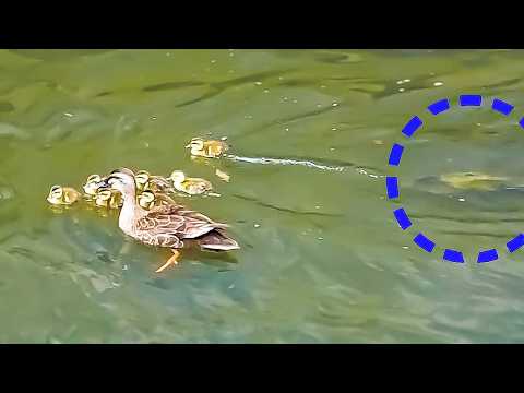 Catfish Predator Approaches! 🦆 Duck Family’s Dangerous Moment 🐤💦