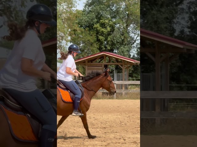 Cheval &agrave; vendre 