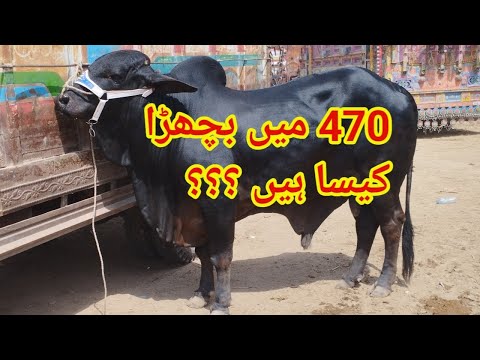 470 Mai Ya Bachra Kesa Ha Balck Beauty Bull Must Watch Video #viral #blackbull @mandiupdate-b4q