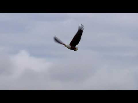 Afrique : à la vie, à la mort | Extrait : L'attaque de l'aigle