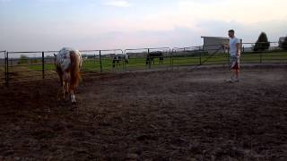 preview picture of video 'JUST A ROCKIN - 2011 Chestnut Appaloosa Stallion'