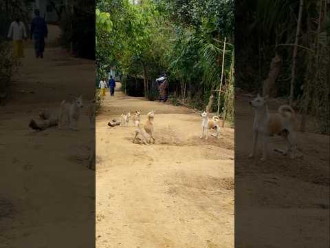 Drone पर Dogesh का रिएक्शन 😂