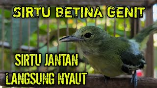 Download lagu Suara SIRTU BETINA paling GENIT‼️100% paling ampuh pancing SIRTU jantan langsung nyiul dan gacor ! mp3
