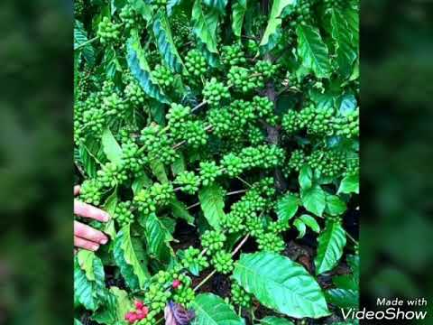 Coro Libertador Vol 4 yajaw yiban eb yajaw