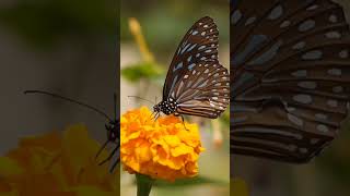 Beautiful Butterfly Flying Video ?| Butterfly Shorts| #butterfly #cutebutterfly #flying #shorts