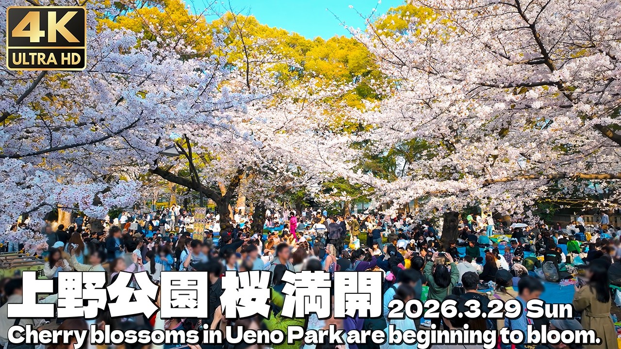 [4K] 満開の桜 人の波 上野公園  2026.3.29 人気観光地 花見 / Cherry blossoms in full bloom in Ueno, Tokyo, Japan.