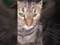 Wah Wah Wah That S What You Literally Sound Like Cat Meme