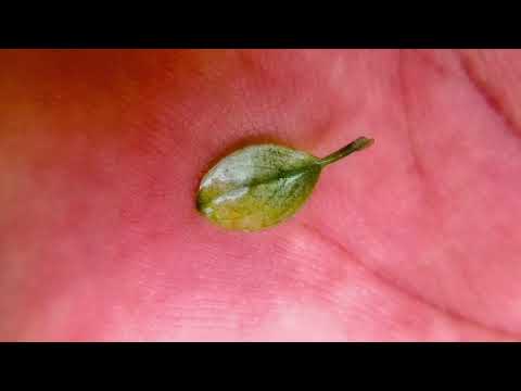 Anubias Nana Pinto Leaf ❤️🍀