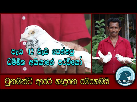 ලංකාවෙම වැඩ පෙන්නන ධම්මික අයියගේ සුපිරි පරවියෝ