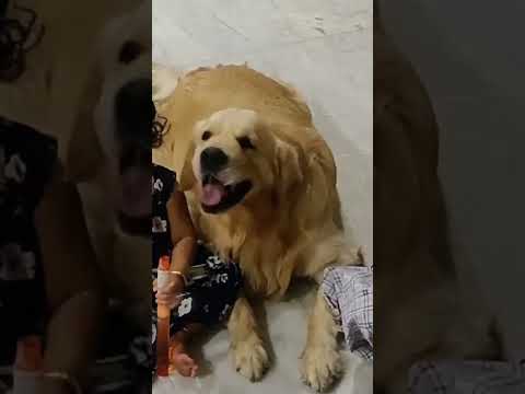 Munnusamy... | BEAST VTV Ganesh dialogue tamil comedy| Funny golden retriever dog Tommy