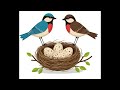 Bird Nest
