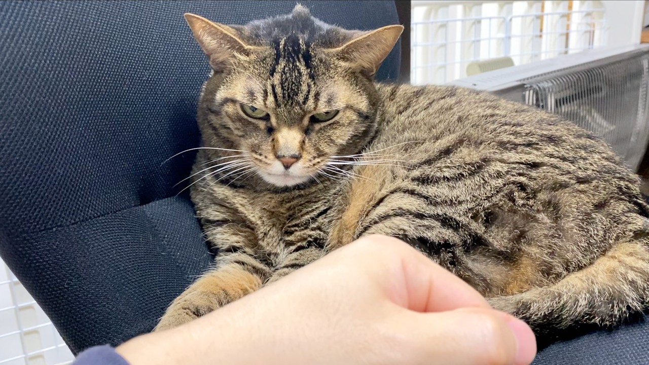 【ご報告】今まで猫に噛まれていたのは動画上の演出でした...