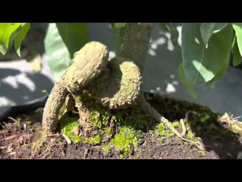 Toàn hàng chơi Tết, đại Lộc, Tân châu, siêu nụ, phu Tân,0397142252 hoặc 0947873959