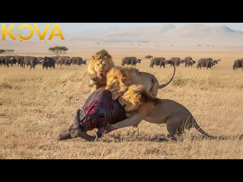 Clashes & Conflicts: Lions, Buffalos, & More | Animal Fight Night