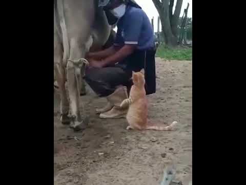 gato pedindo leite da vaca 😹😹😹 #cats #cute #shorts