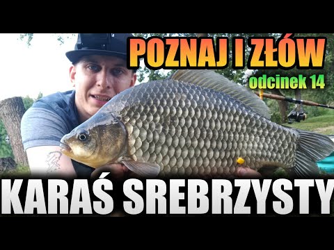 SILVER CRUSCIN - DISCOVER AND CATCH #14