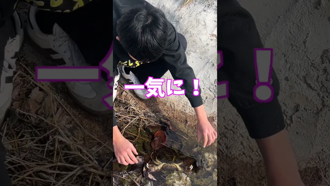 自作の池にカニがいた！ #shorts #庭 #かに  #家族 #釣り