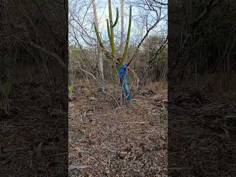 Sertão De Martinopole Ceará